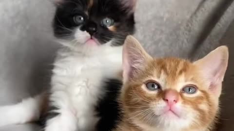 Cute cats 😻