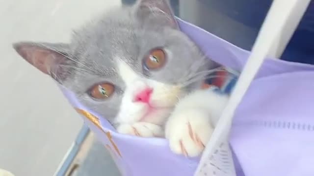 Your Lovely Cat 😻 Make you feel Happy