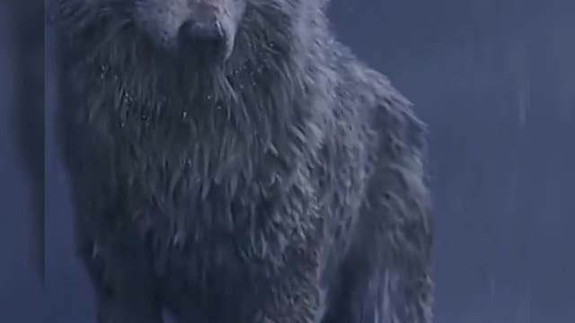 Amo lobos
