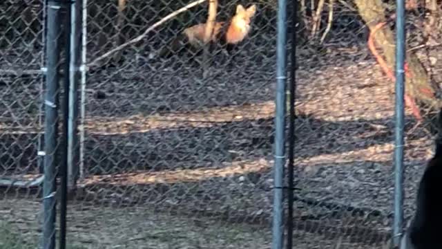 Max and Kains frequent visitor