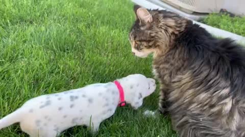 Cute Dalmatian puppy meets gentle and loving cat