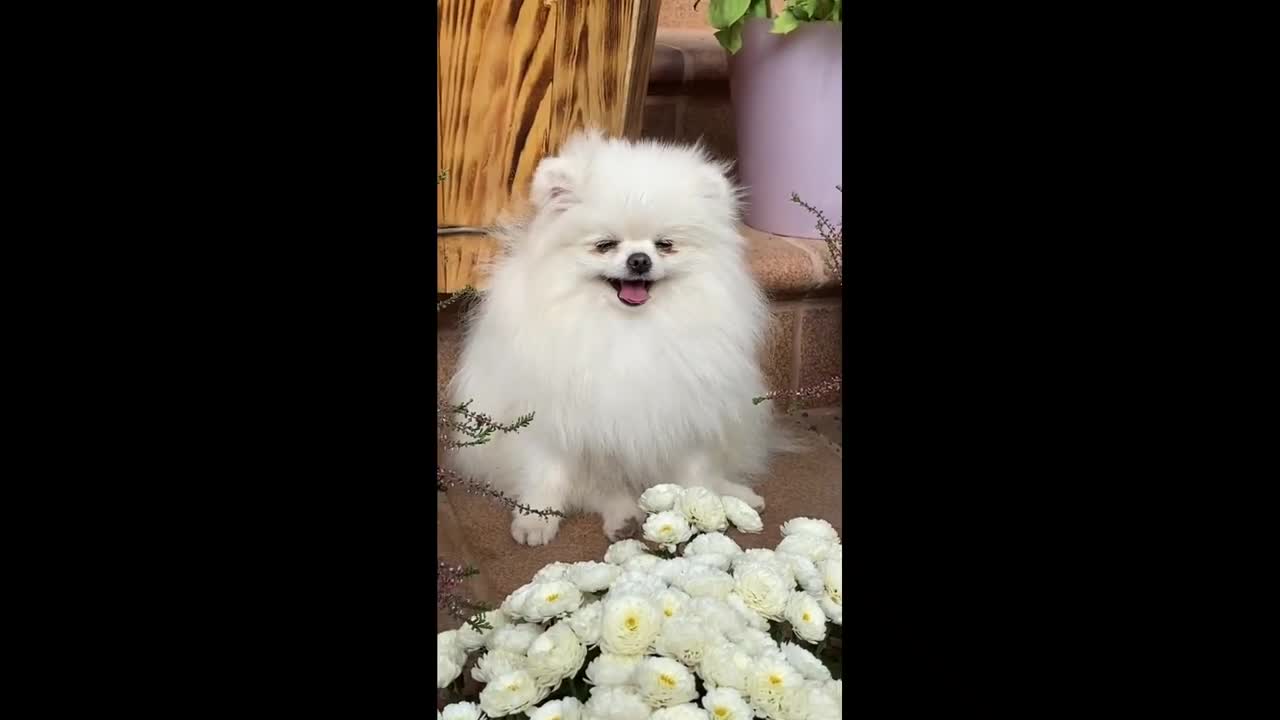 Cat funny video animal video tik tok video pet and animal short funny video