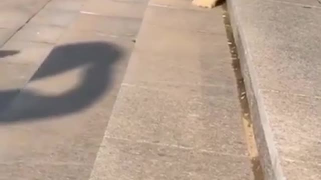 Cute Dogs Running Down Steps