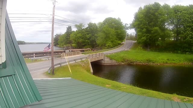 Bird walking across the road by a lake. Maine 06/03/2021