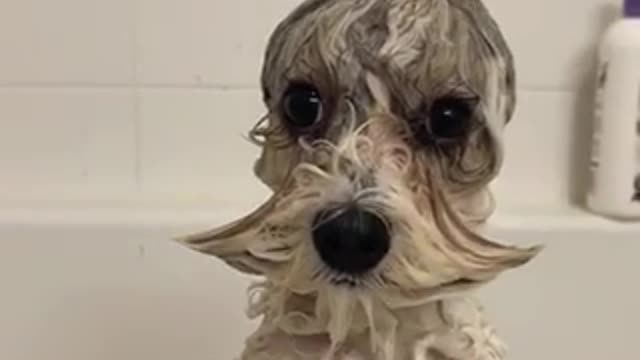 Funny dog take a bath