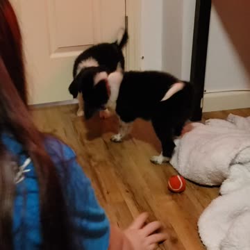 Attention! Puppies are cute....