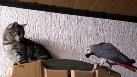 parrot vs cat - best funny parrot videos