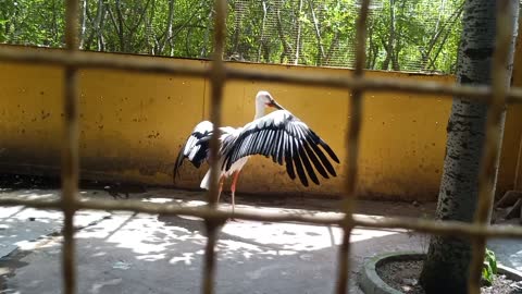 The red-crowned crane is dancing happily