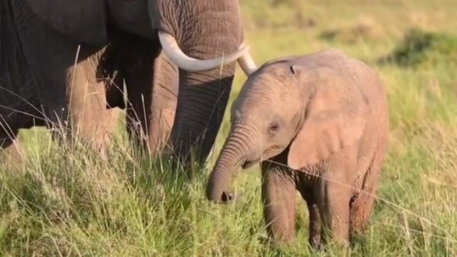 big élephant with his son in the prairie,beautiful vision