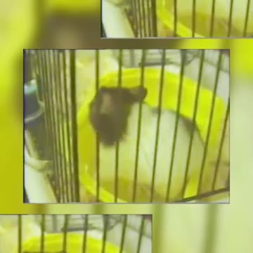 2002 - 2003 Hamsters no começo do Ano Novo - VHS 2021