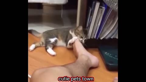 funny cat videos try not to laugh - Funny Cat & Dog compilation 2022.mp4