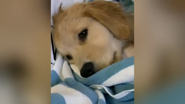 Adorable Golden Retriever Puppy Videos!