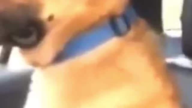 Helpless dog