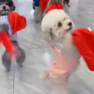 Beautiful puppy dog video 😍