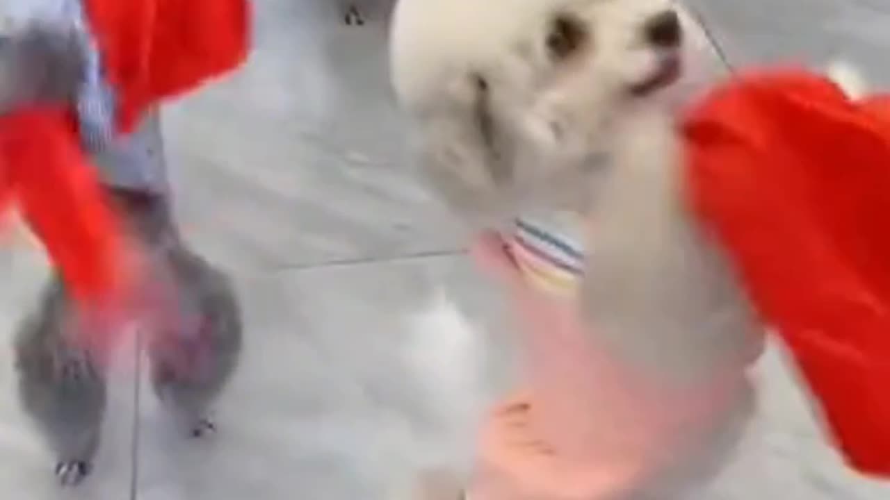 Beautiful puppy dog video 😍