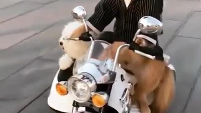 funny dog