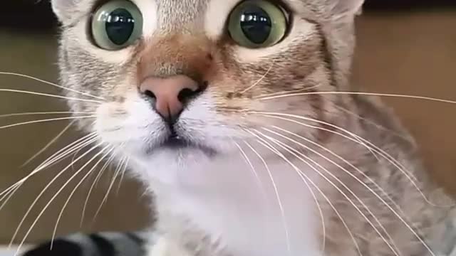 Funny Cat - When the cat watching horror movies