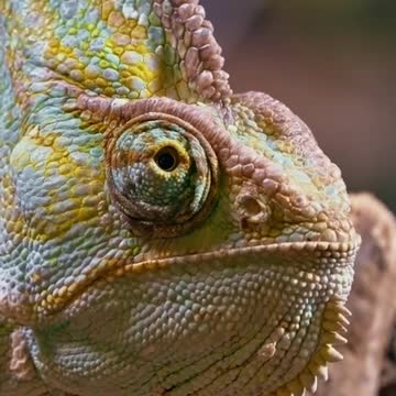 Crazy chameleon footage