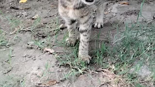 Kitty Cat 🐈 By Kingdom of Awais