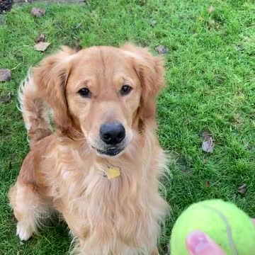 Golden retriever barks for his tennis ball