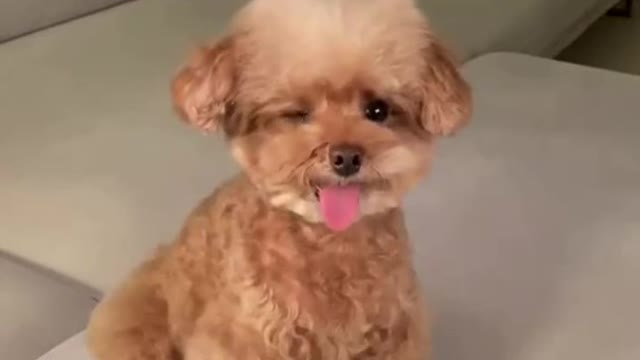 dog video funny