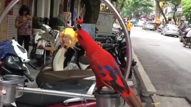 The parrot's eating style is very limited