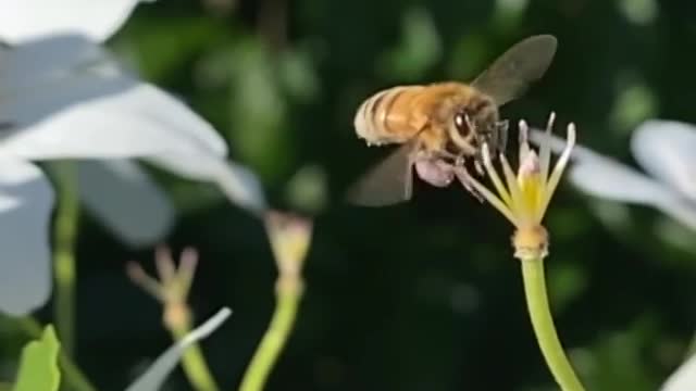 That's super cool footage flying Bee! Wonderful