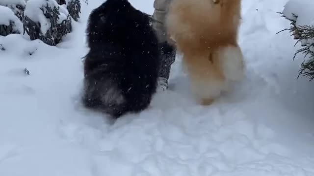 See how a 🎎child 🎎is playing with two🐕 pets🐕🐶