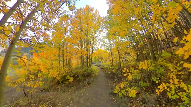 Fall Colors - North Lake, Bishop, CA