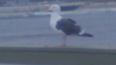 Seagull standing still on the Ocean Beach Pier