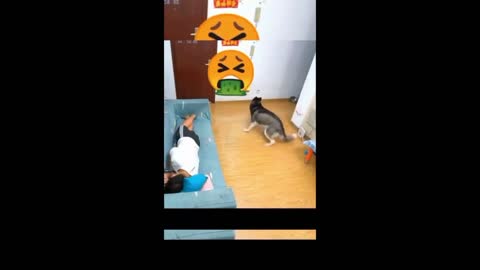 Funniest Animal Videos!