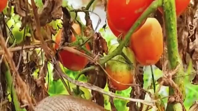 The little snake looks for food☠️#wildanimals #snake #bird #animals