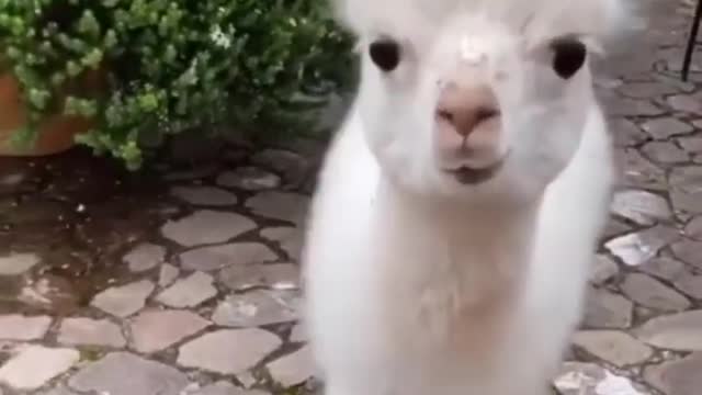 small and large animals😳 #funnyvideo #animalsvideo