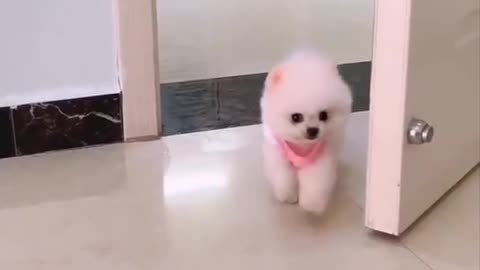 Cute_Funny_Baby_Dog_-_Animals_Funny_Video