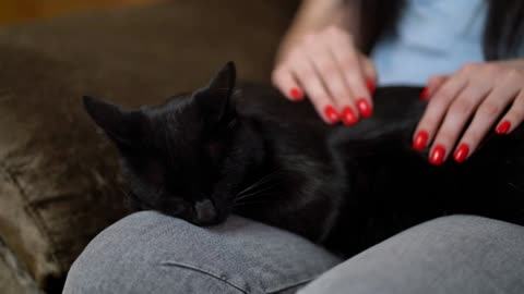 Woman Stroking a Cat Lying on the Couch