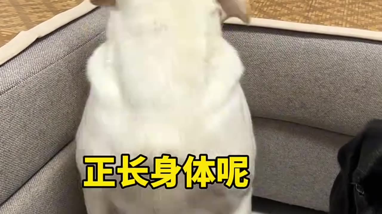 Cute dog funny video 📷