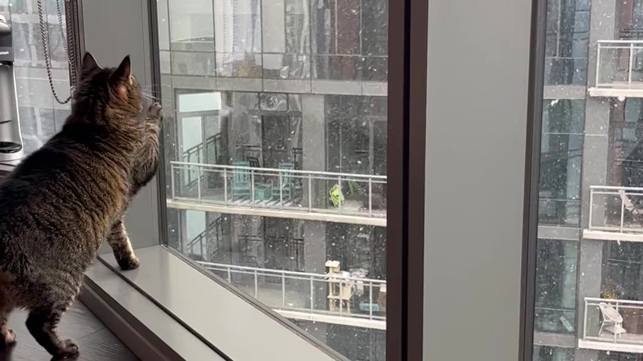 Cat Enjoys Chicago's First Snow