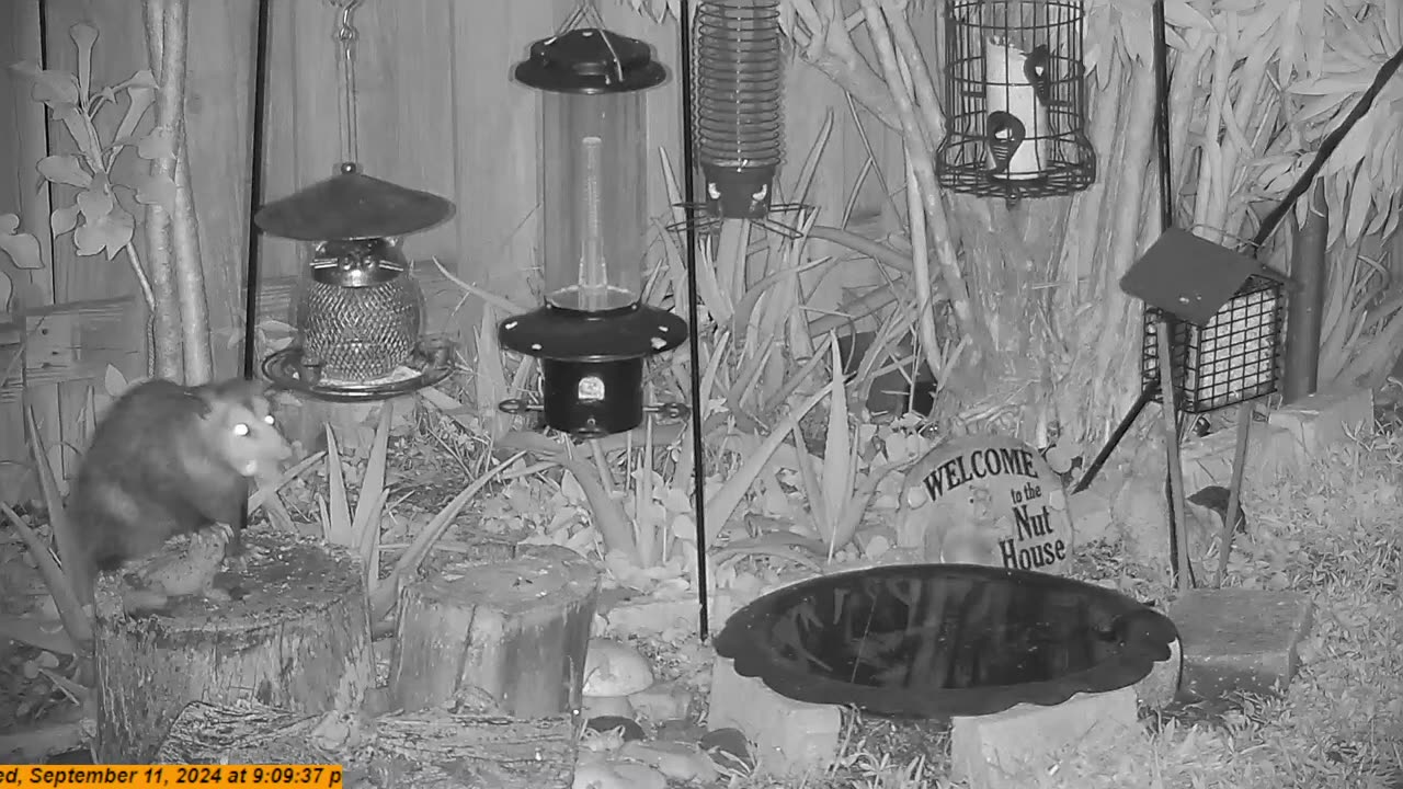 Opossum Night Creature