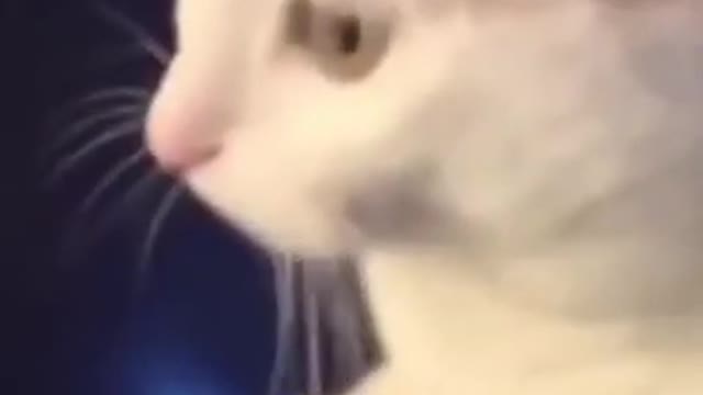 Funny dancing cats