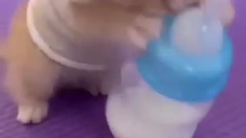 Cute cat