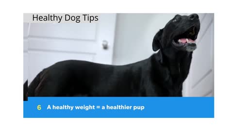 10 Healthy Dog Tips to Help Your Dog Live Longer