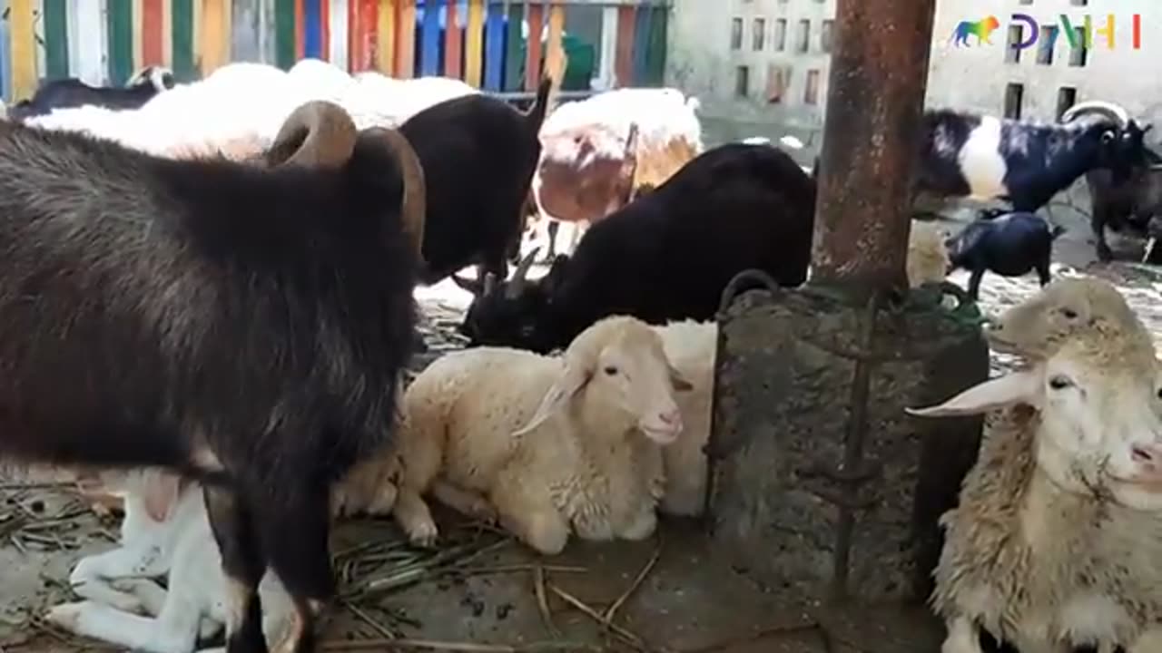 Goats cute video