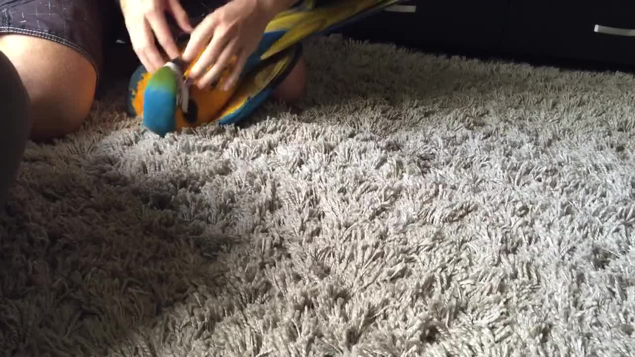 Roku the Macaw Plays Like a Puppy