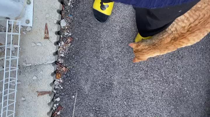 Walk with a street cat