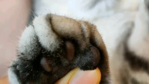 The cutest cat paw in the world