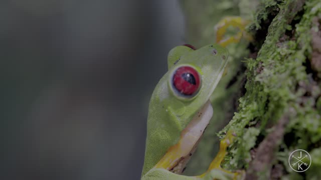 COSTA RICA IN 4K 60fps HDR