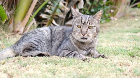 The Big Yawn: A Cat's Ultimate Relaxation!