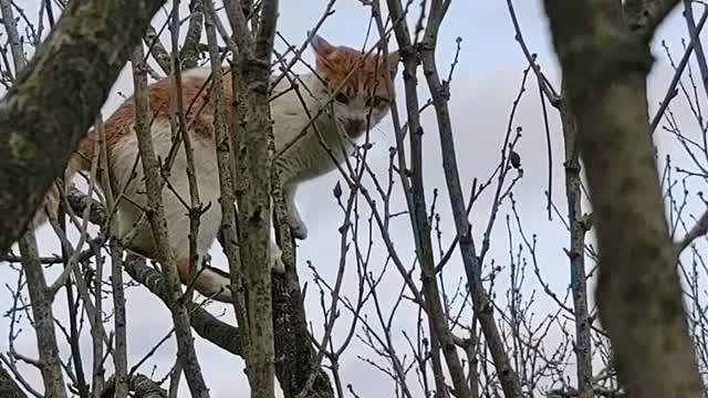 Gilly, happy climbing a tree.