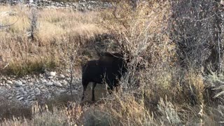 2019.10.18 Bull Moose Grand Teton National Park