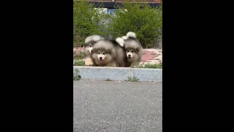 Aww baby animals being cute😍 Viral fluffy puppy stumbling